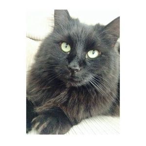 Meet your Posher, Dawn